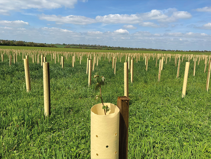 Field of Tree hugger guards 