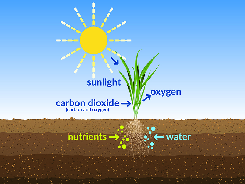 Image showing effects of sunlight on a plant 