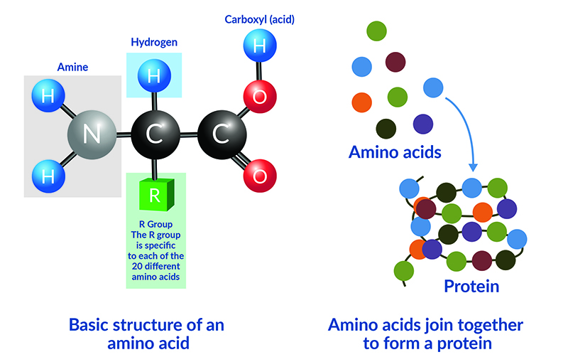 illustration of basic structure of amino acid and how they join together to form a protein