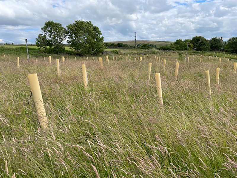 image of young trees protected by Tree Hugger tree guards in a field 
