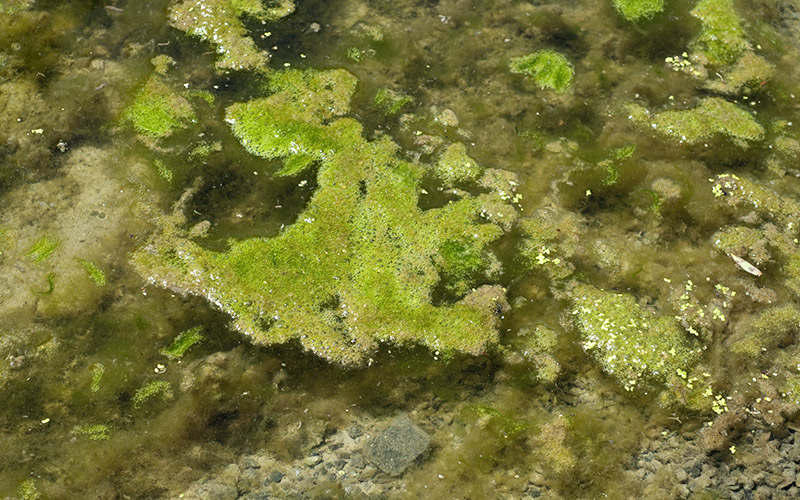 Keep pond algae under control with integrated approach - Agrovista news