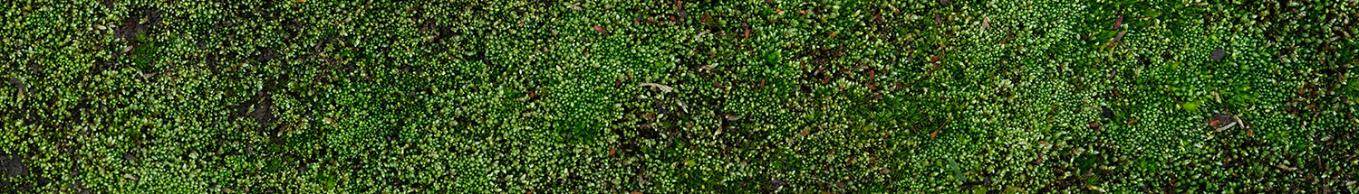 Moss control