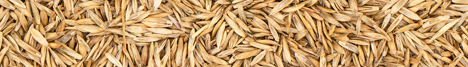 Grass seed