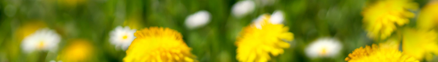 Selective herbicides