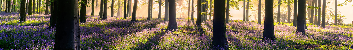 Tree and shrub protection