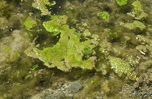 Keep pond algae under control with integrated approach