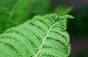 Asulox granted Emergency Authorisation for Bracken control only.