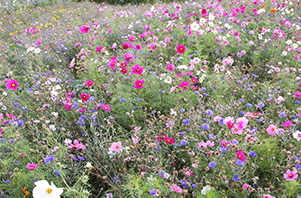 Colour Splash wows members at Burnham Beeches
