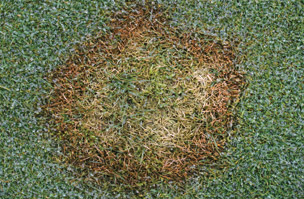 New Fungicide Tank-Mixes Launched
