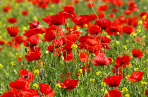 Commemorative Poppy mixes launched