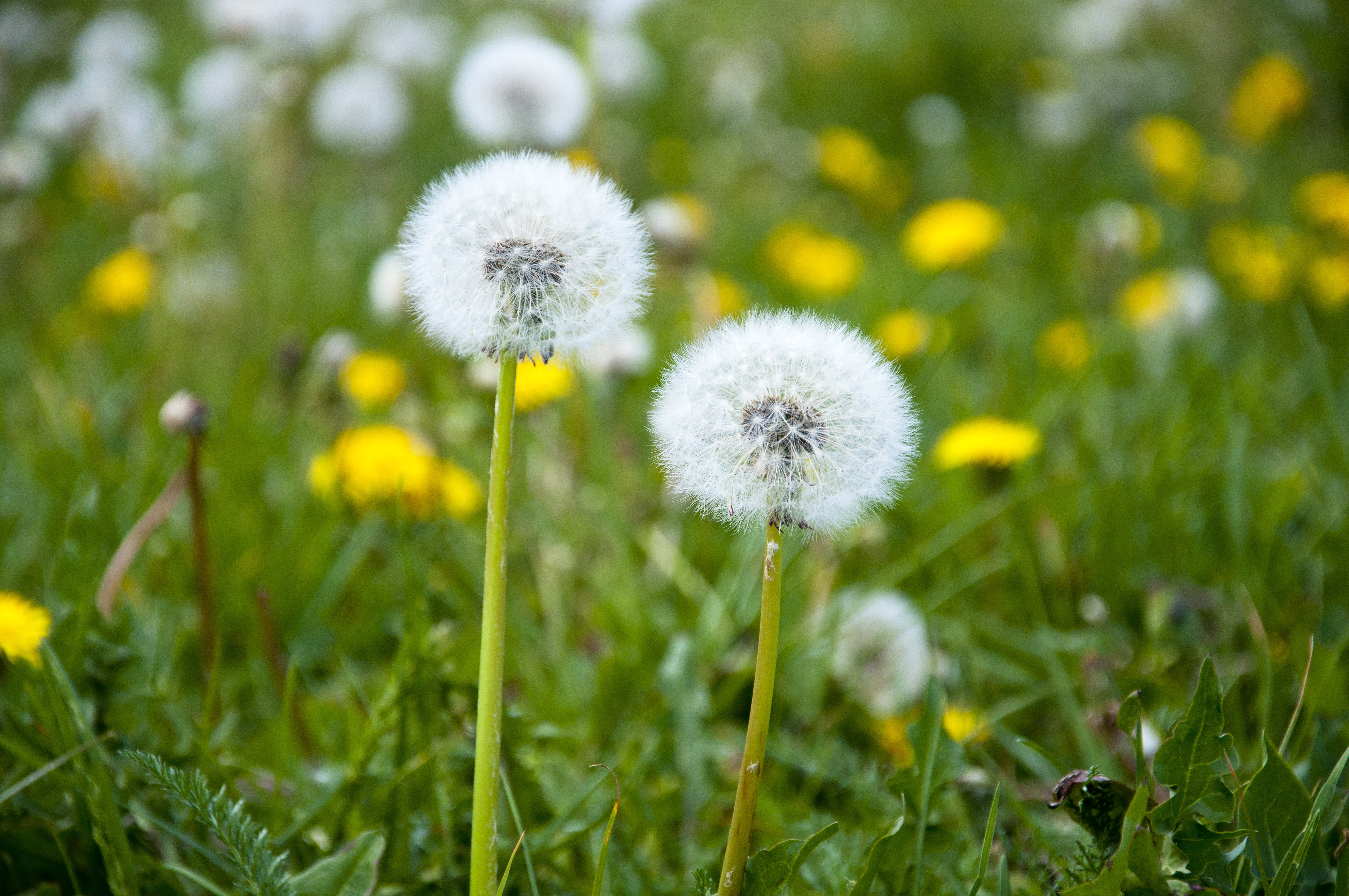 A guide to selective herbicide modes of action