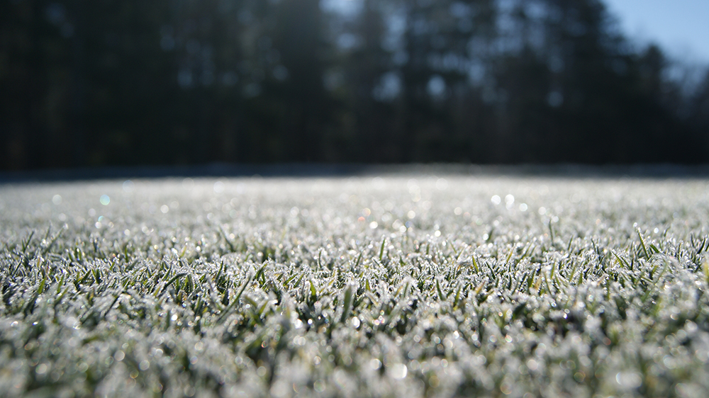 Turfgrass winter stress