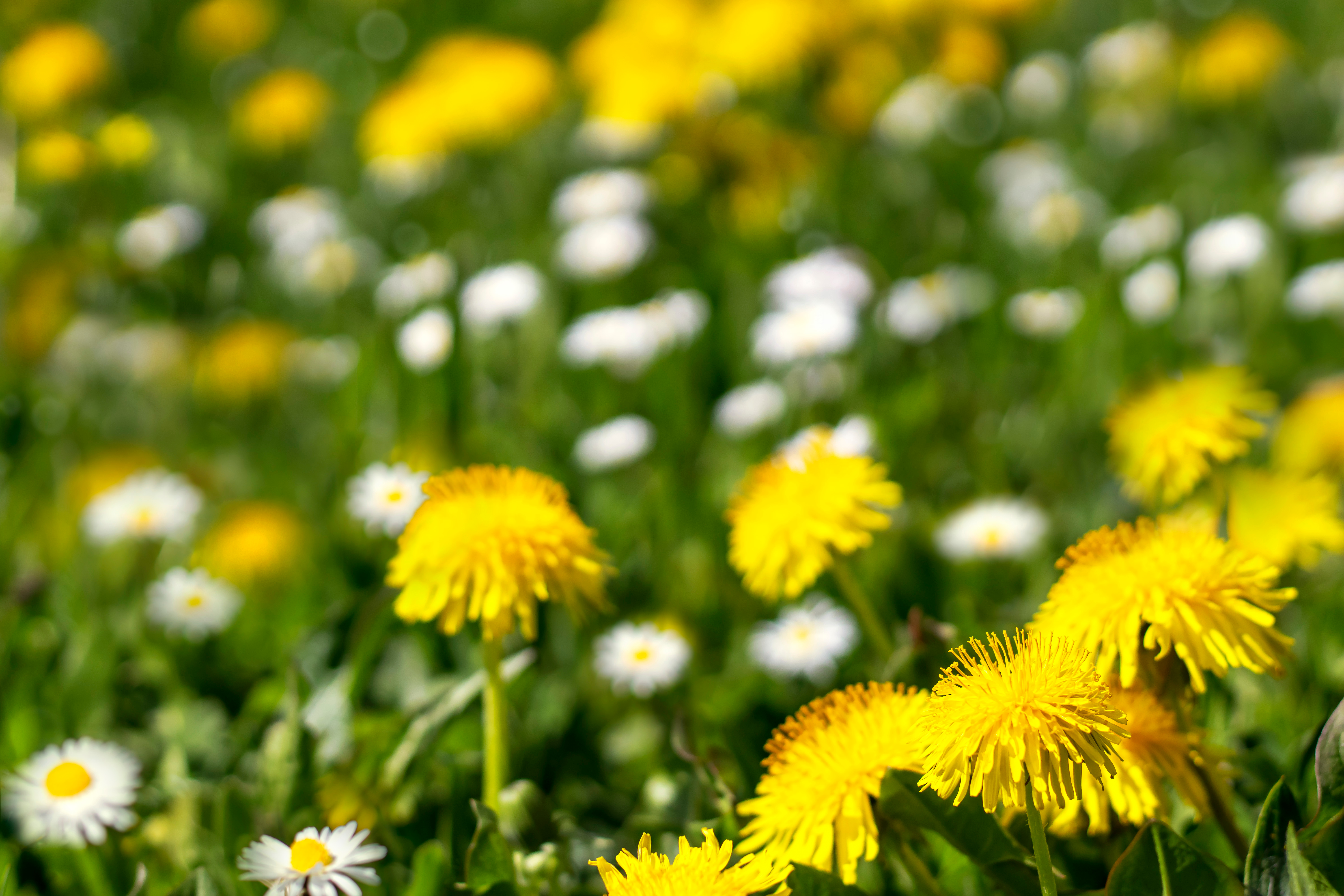 A guide to selective herbicide modes of action
