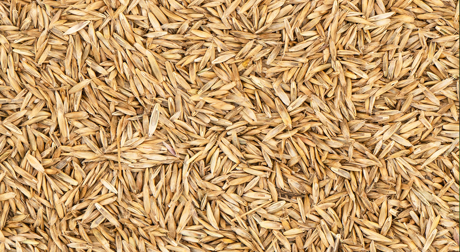 Grass seed Slider 7