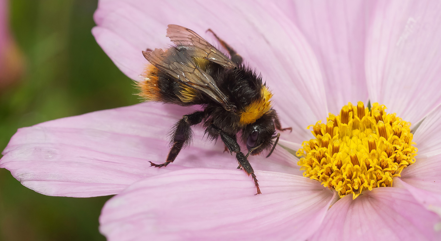 Wildflower seed Slider 6