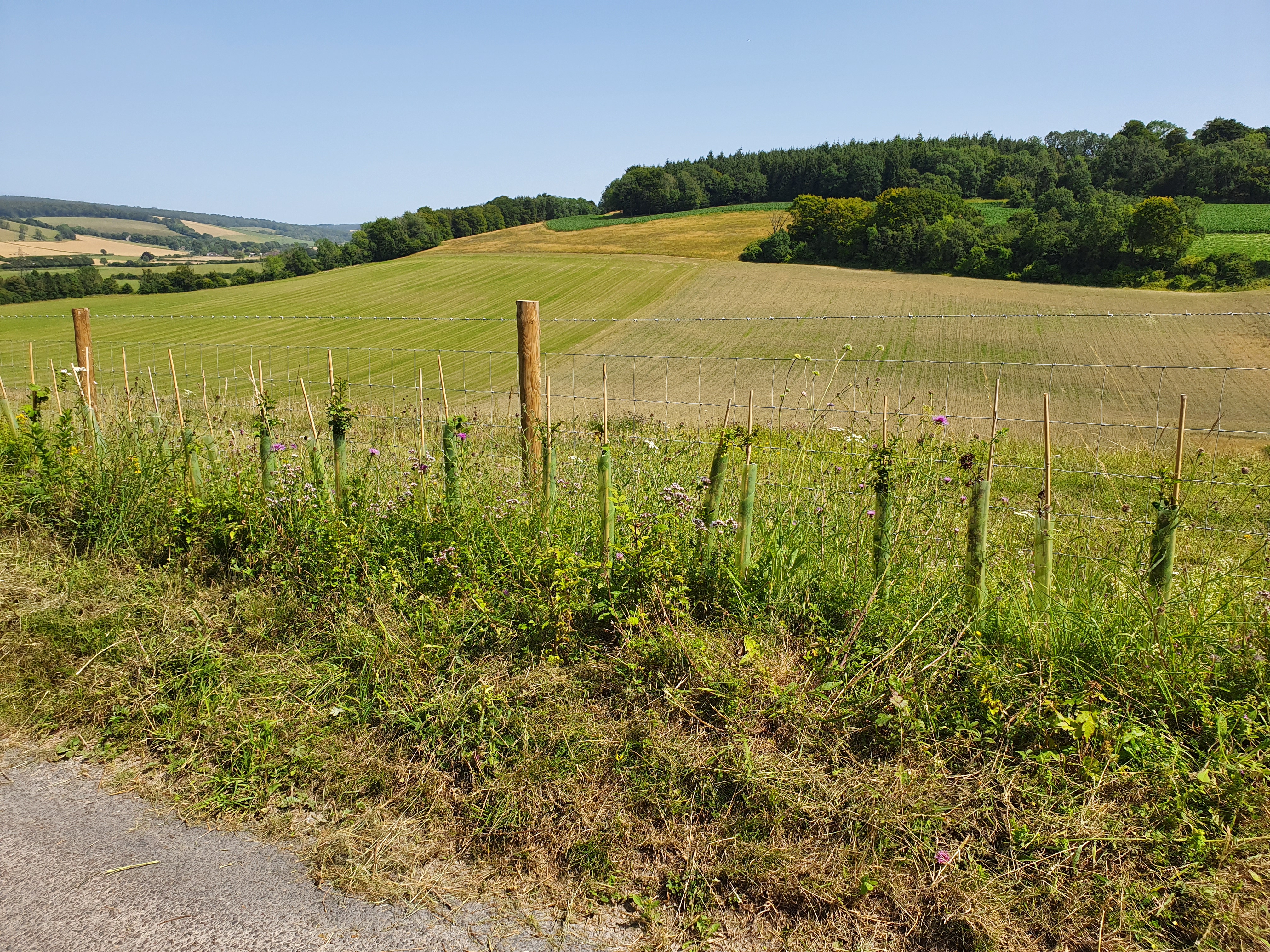 Rainbow Bio spiral tree and hedge guards 3