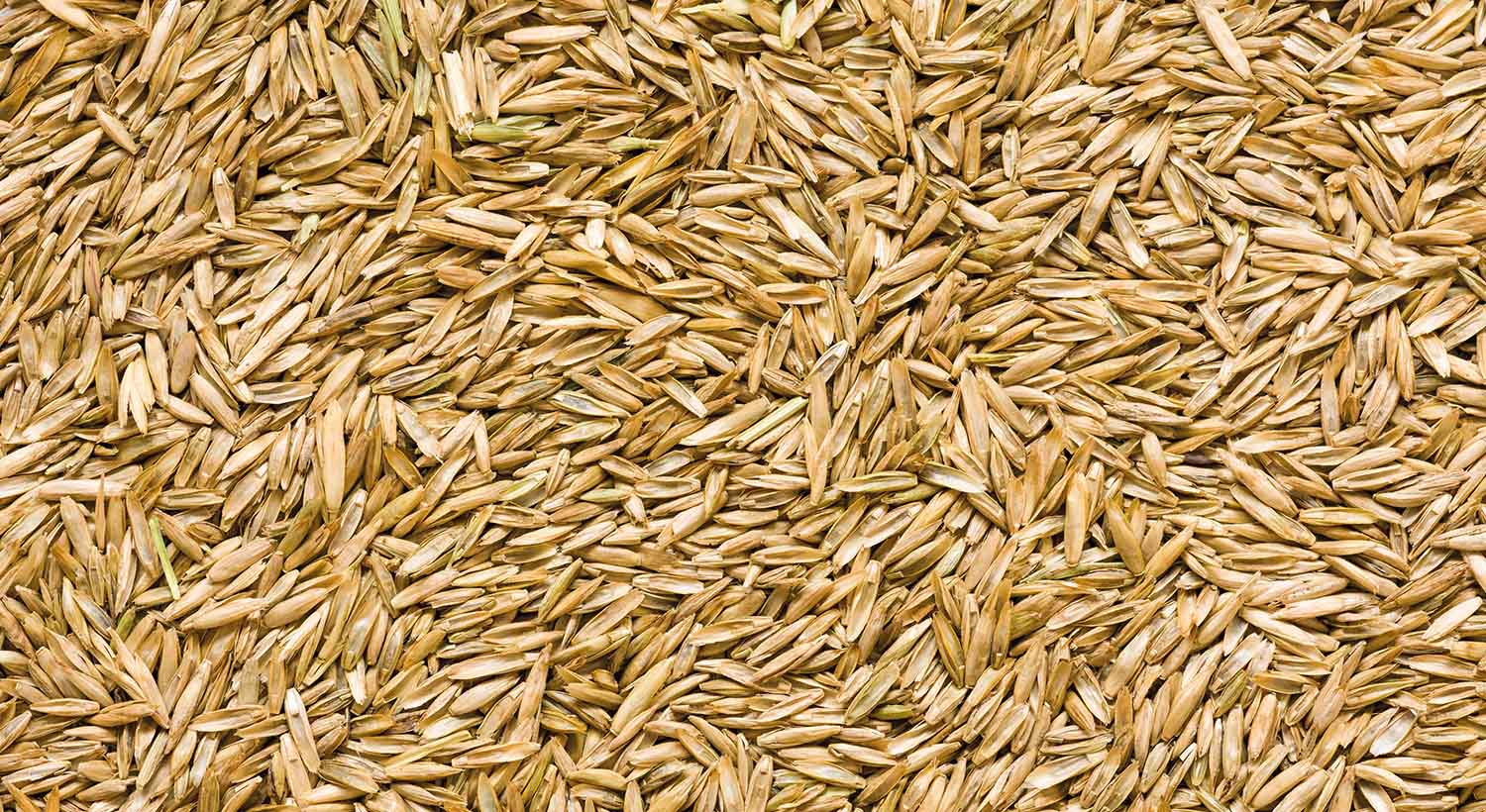 Grass seed