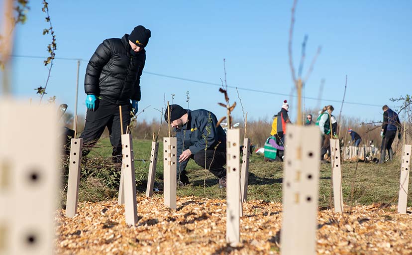 WhiptecBio hedge and tree guards