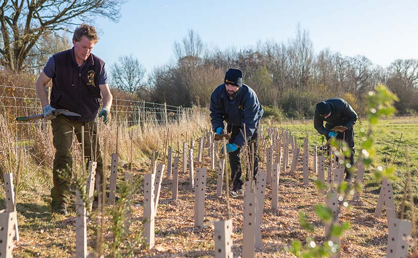 WhiptecBio hedge and tree guards