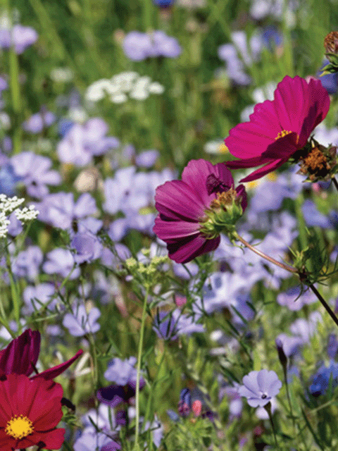 Agrovista wildflower meadows