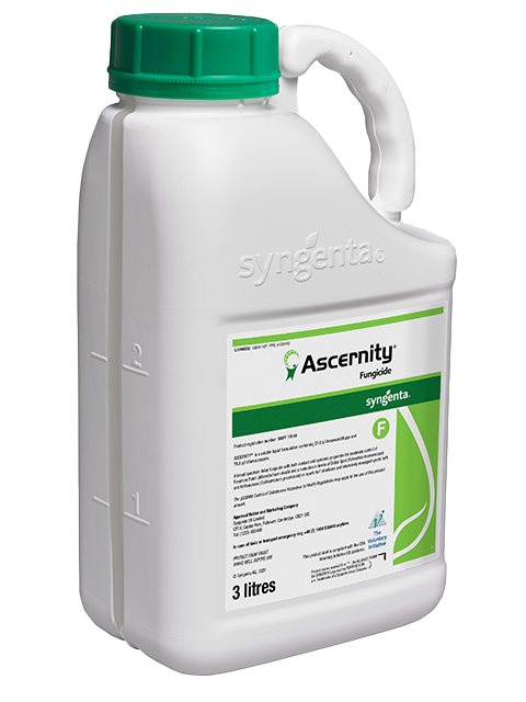 Ascernity
