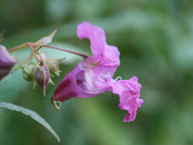 A Passage from India - Himalayan Balsam