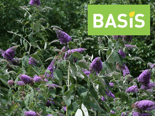 The Butterfly Bush