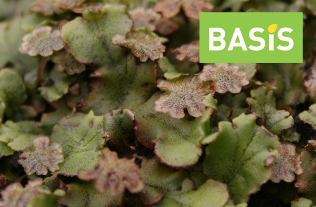 The Wonderful World of Liverworts