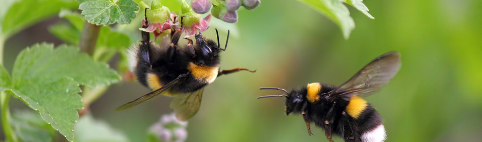 Beepol bees