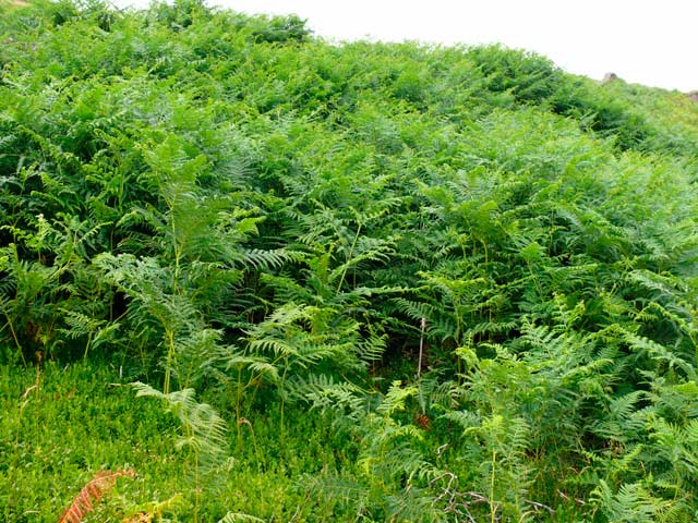 Bracken Control
