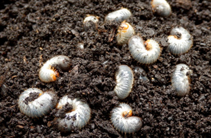 Protect against Chafer infestation