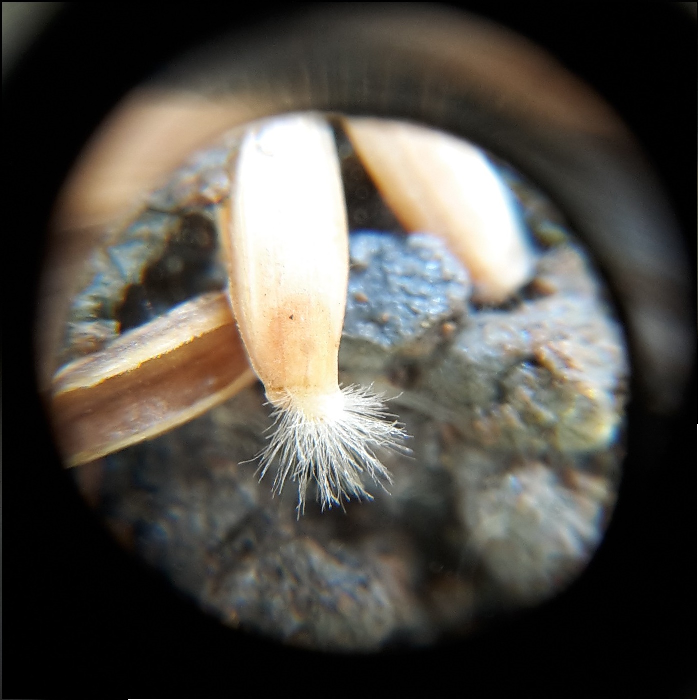 Putting the WOW into seed sowing