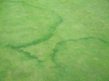 Top Pest & Disease Queries 2013