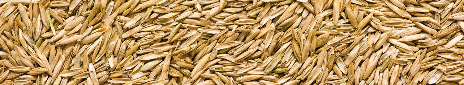 Grass seed