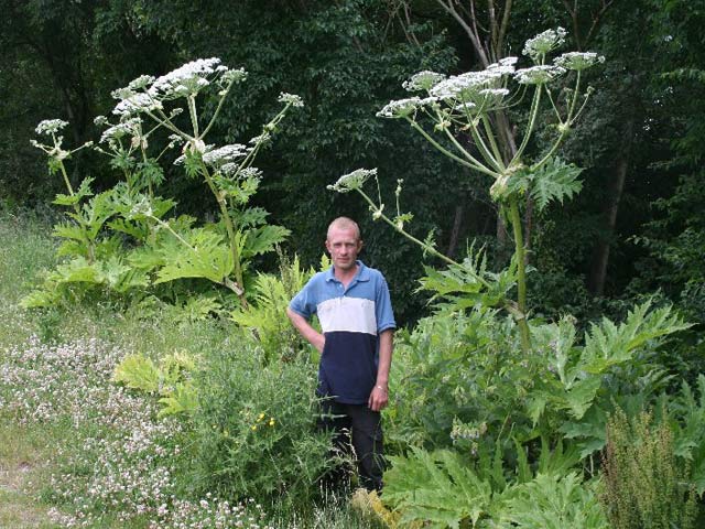 Day of the Triffids - Giant Hogweed