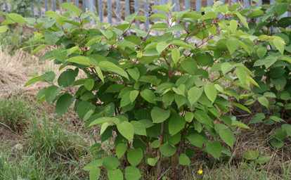 Space Invaders: Japanese Knotweed