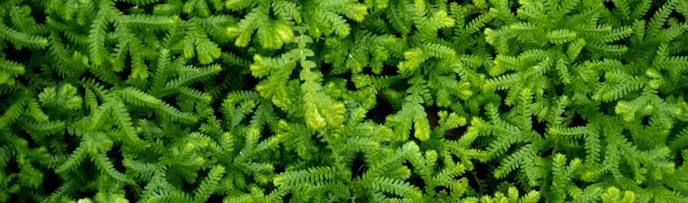 Moss control