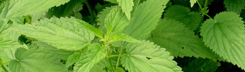 Total and residual herbicides