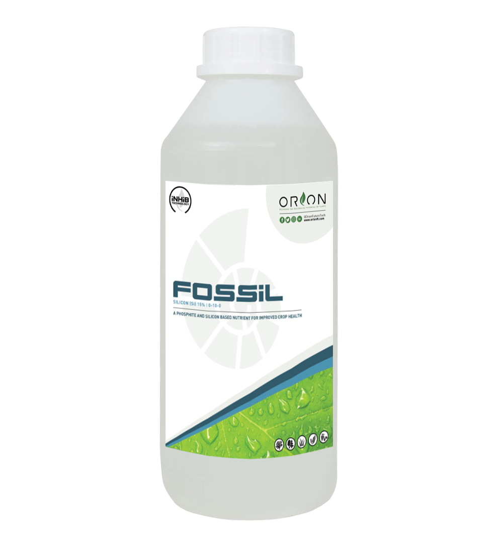 Fossil