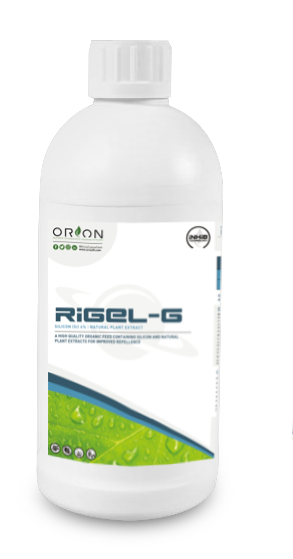 Rigel G