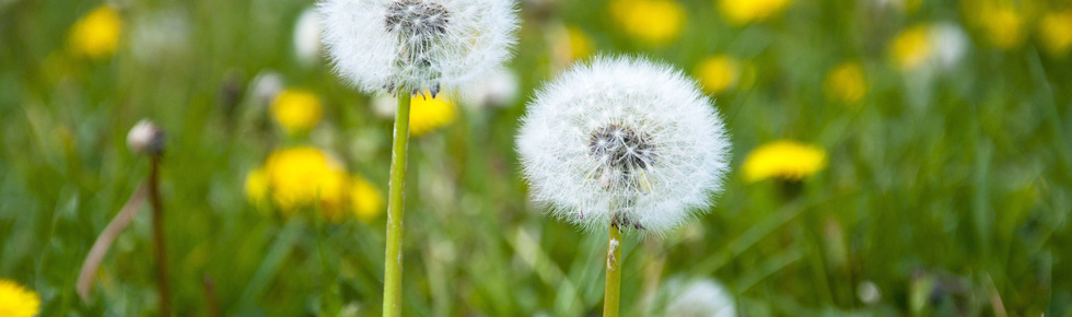 Selective herbicides