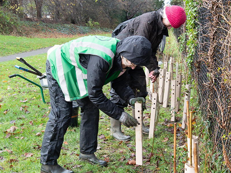 Image supplied with thanks by The Tree Council.