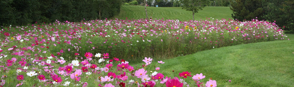 Wildflower seed