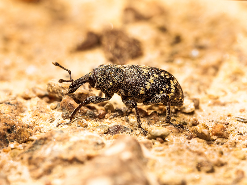 Agrovista Amenity Announced as Approved Distributor of Lanzarta