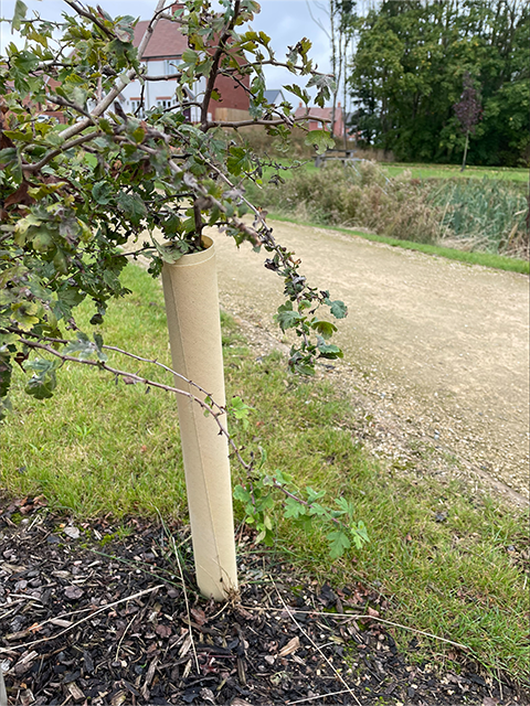 Tree Hugger Biodegradable wraps - 60cm x 60mm